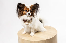 PET_DOG_STUDIOSHOOT_2