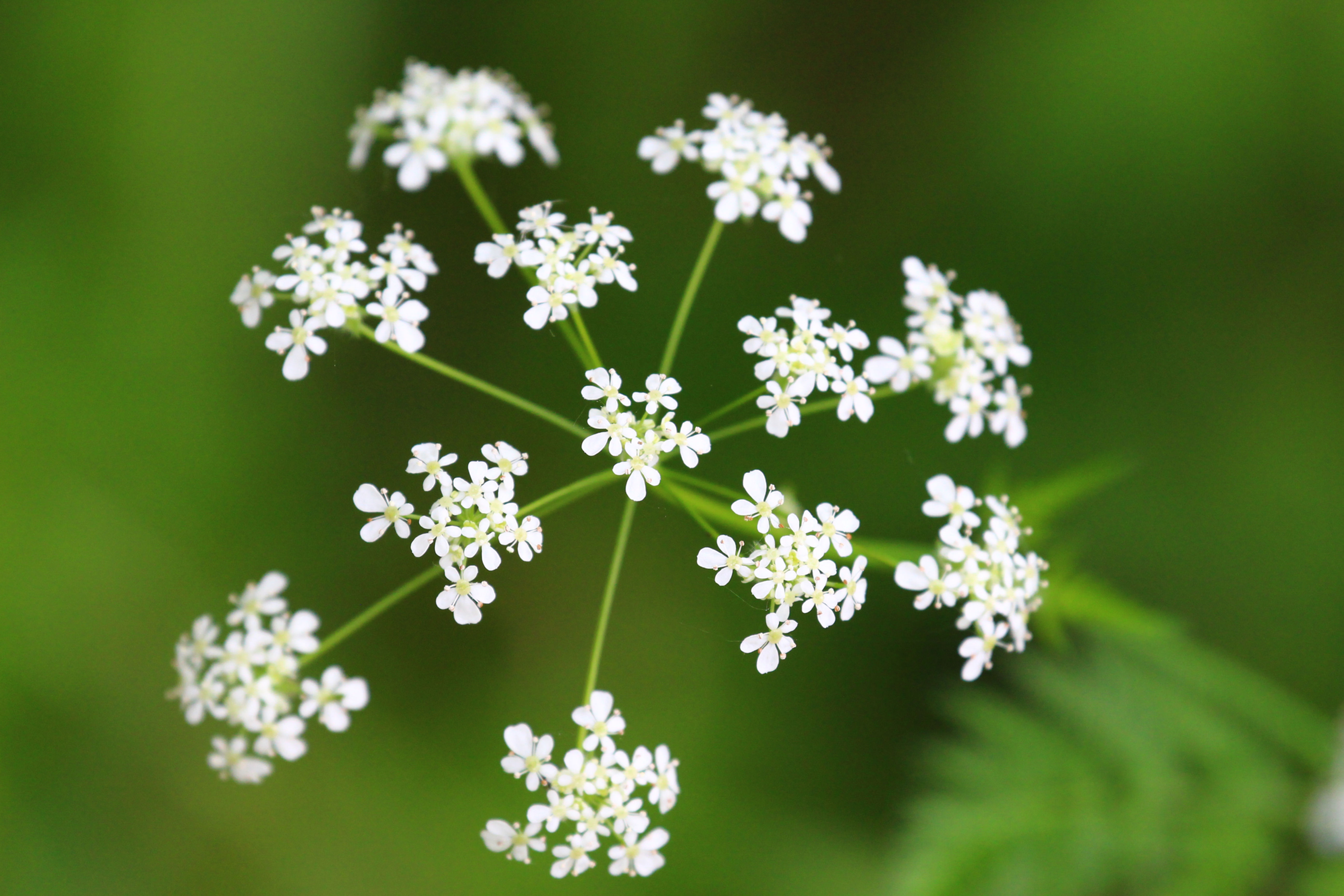 Cow Parsley Seeds