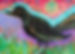 Magic Black Crow standing in grass with a whimsical sky and sun, whimsical orignal painting by Henni Sandoval