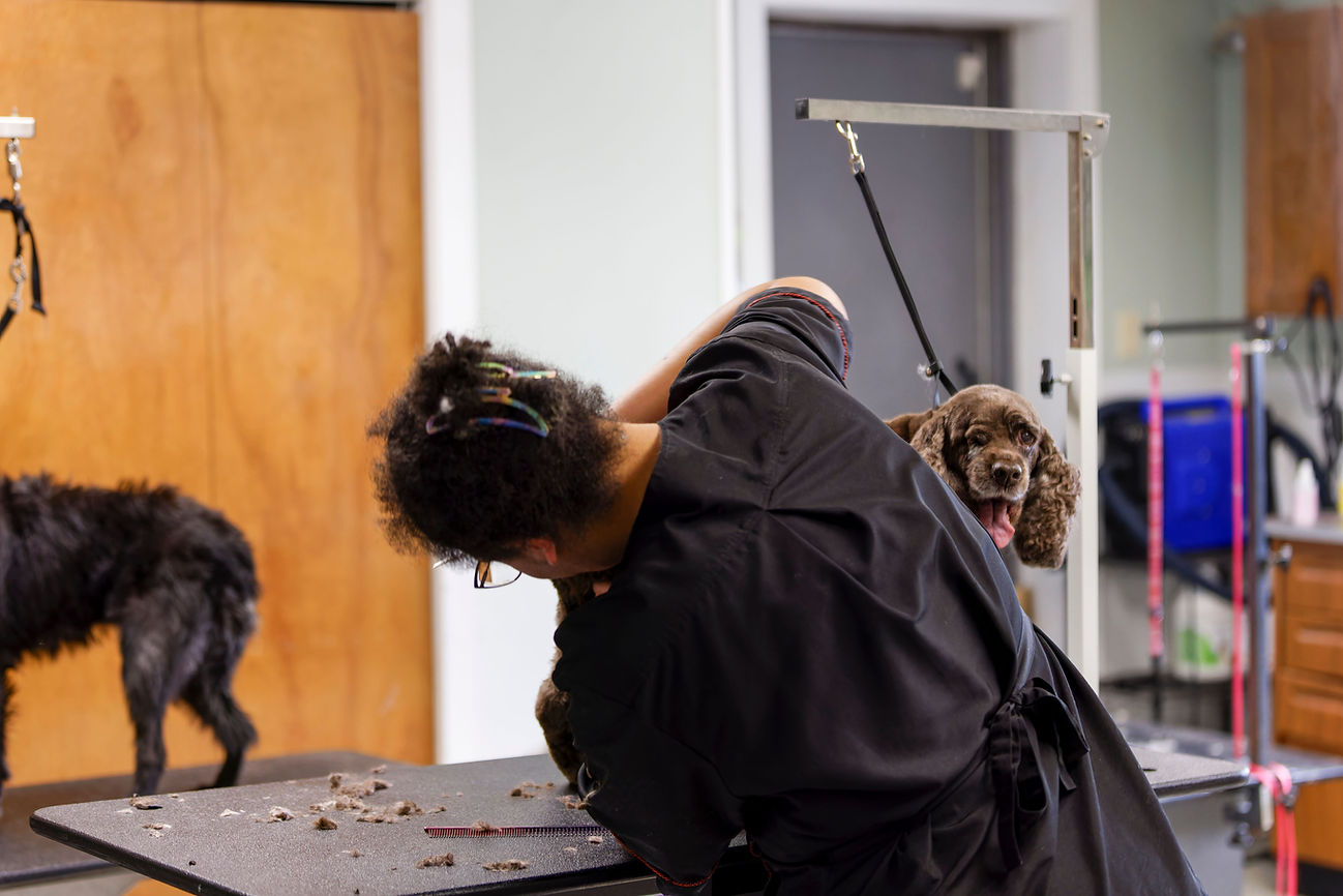 Dog being groomed