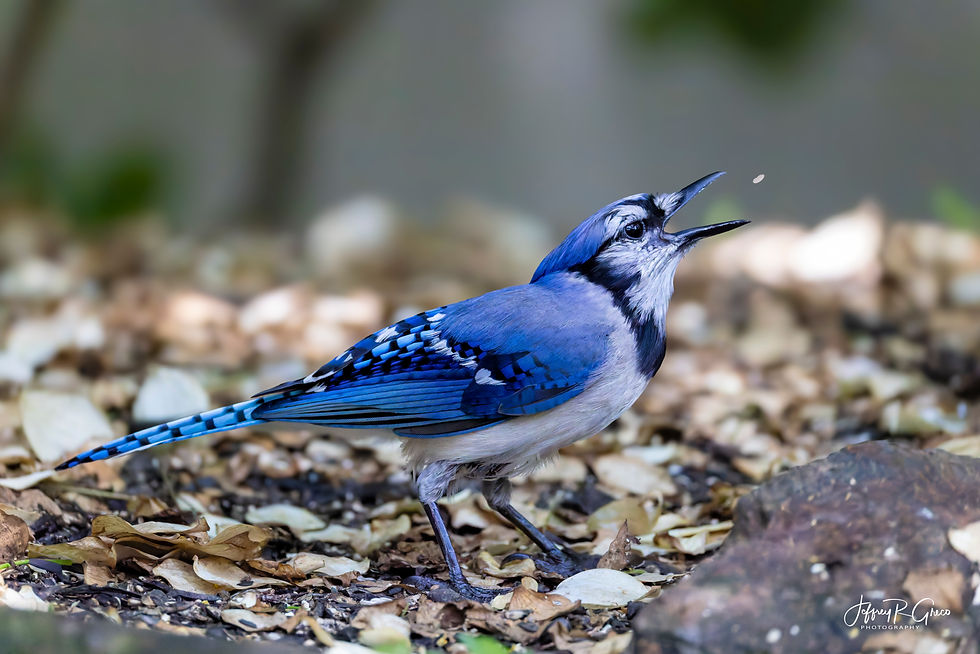 Blue Jay Catching Seed