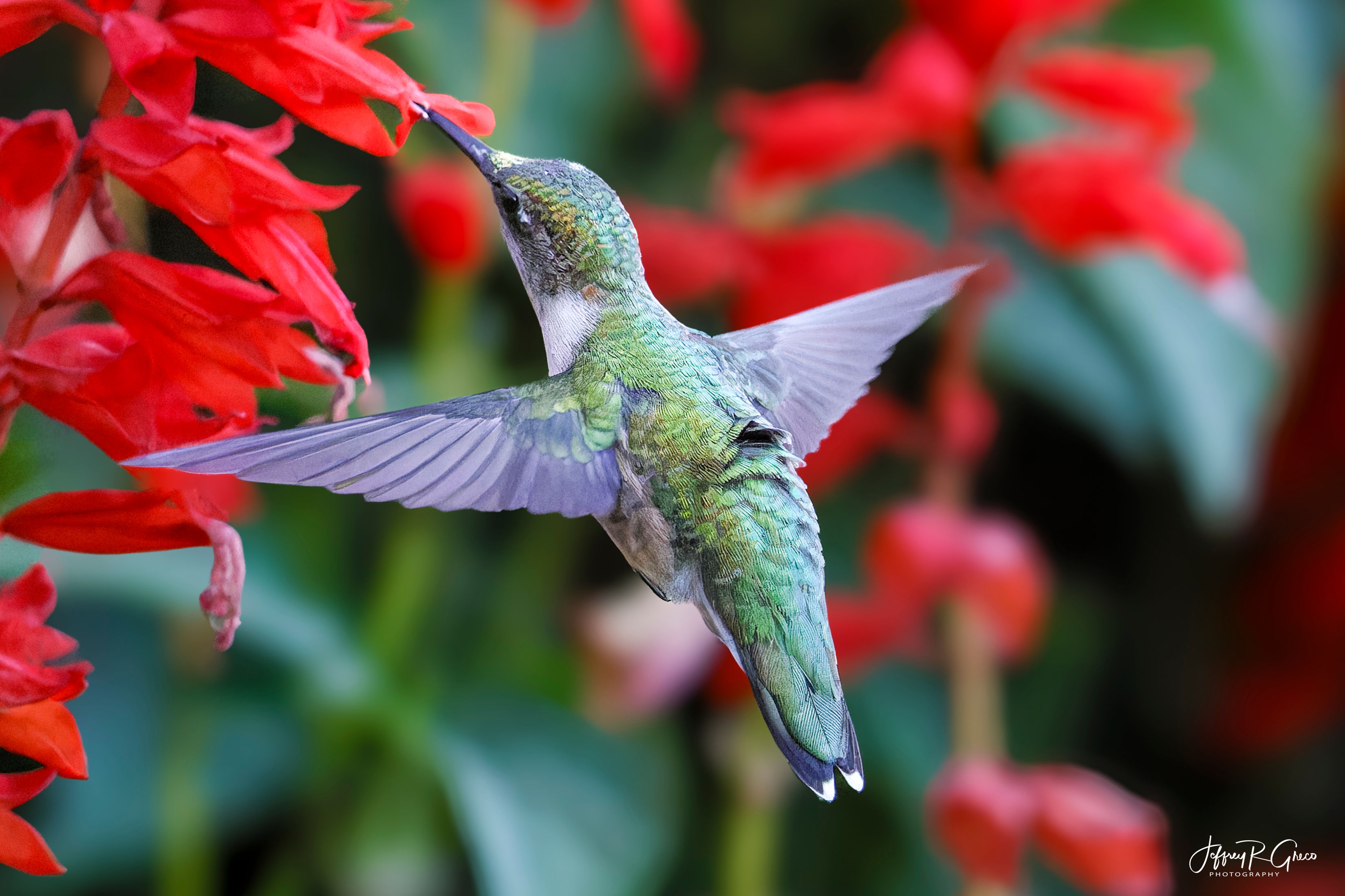 Ruby Throated Hummingbird #4