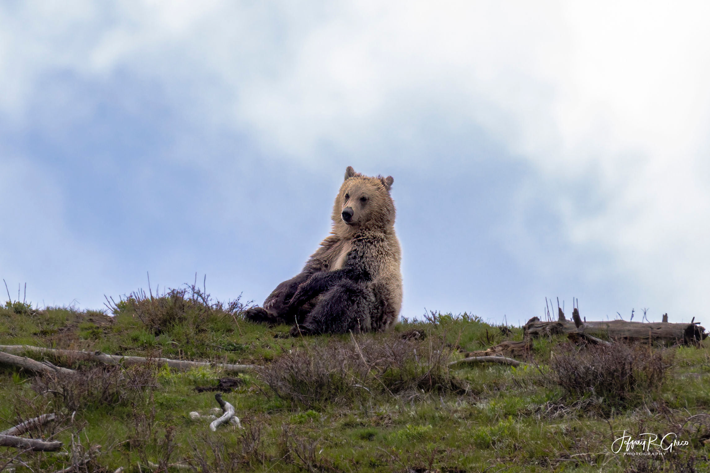Brown Bear Pondering life