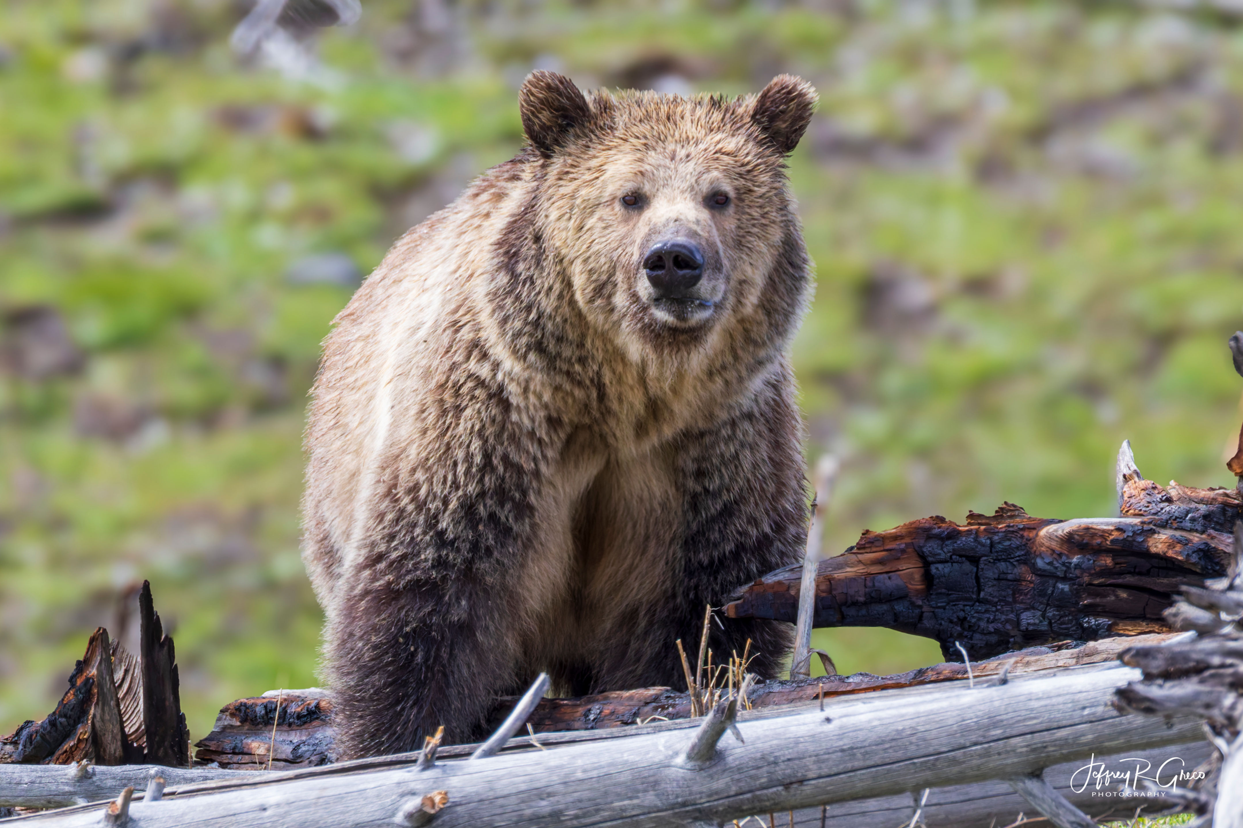 Mama Bear Snow posing