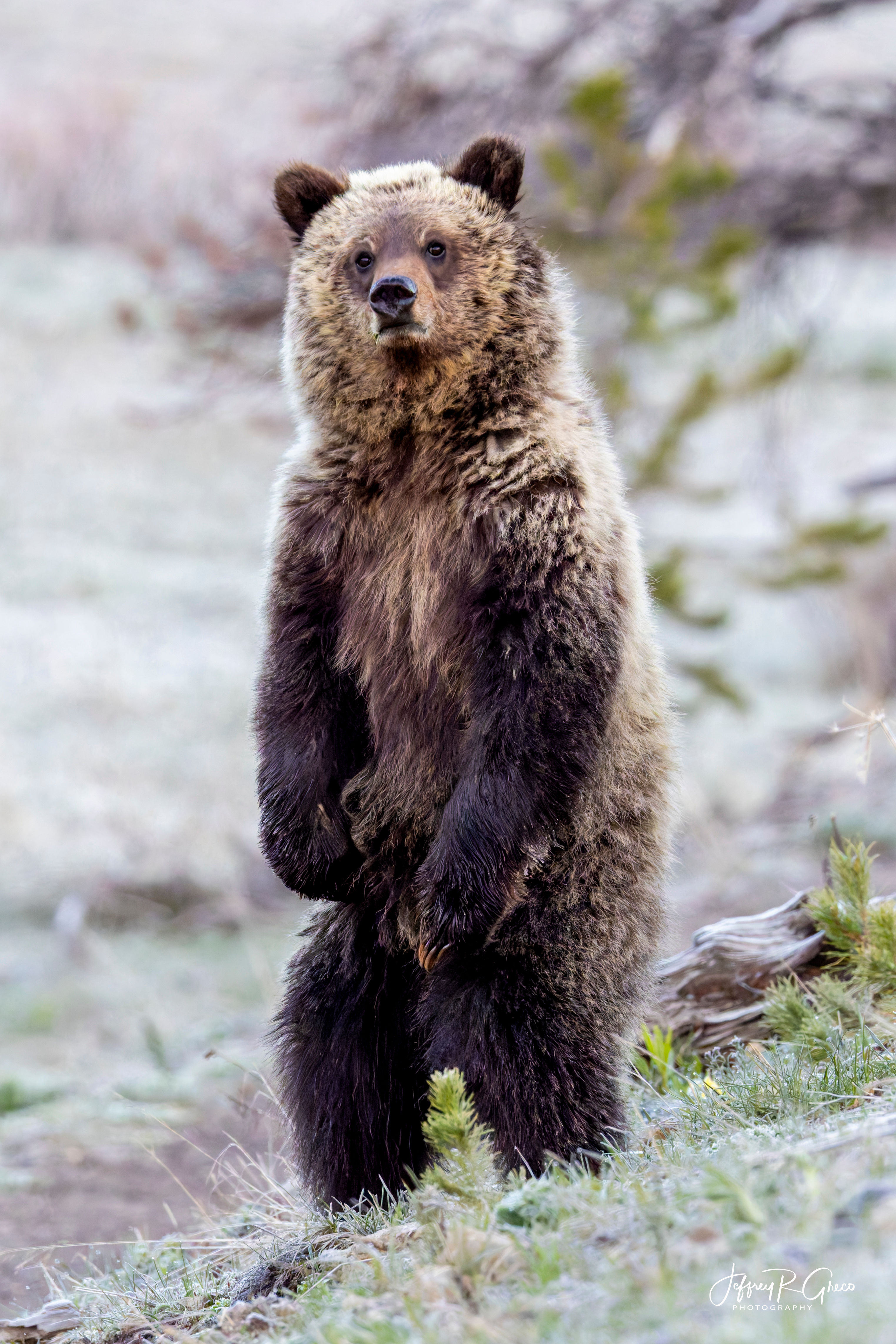 Brown Bear Standing #2