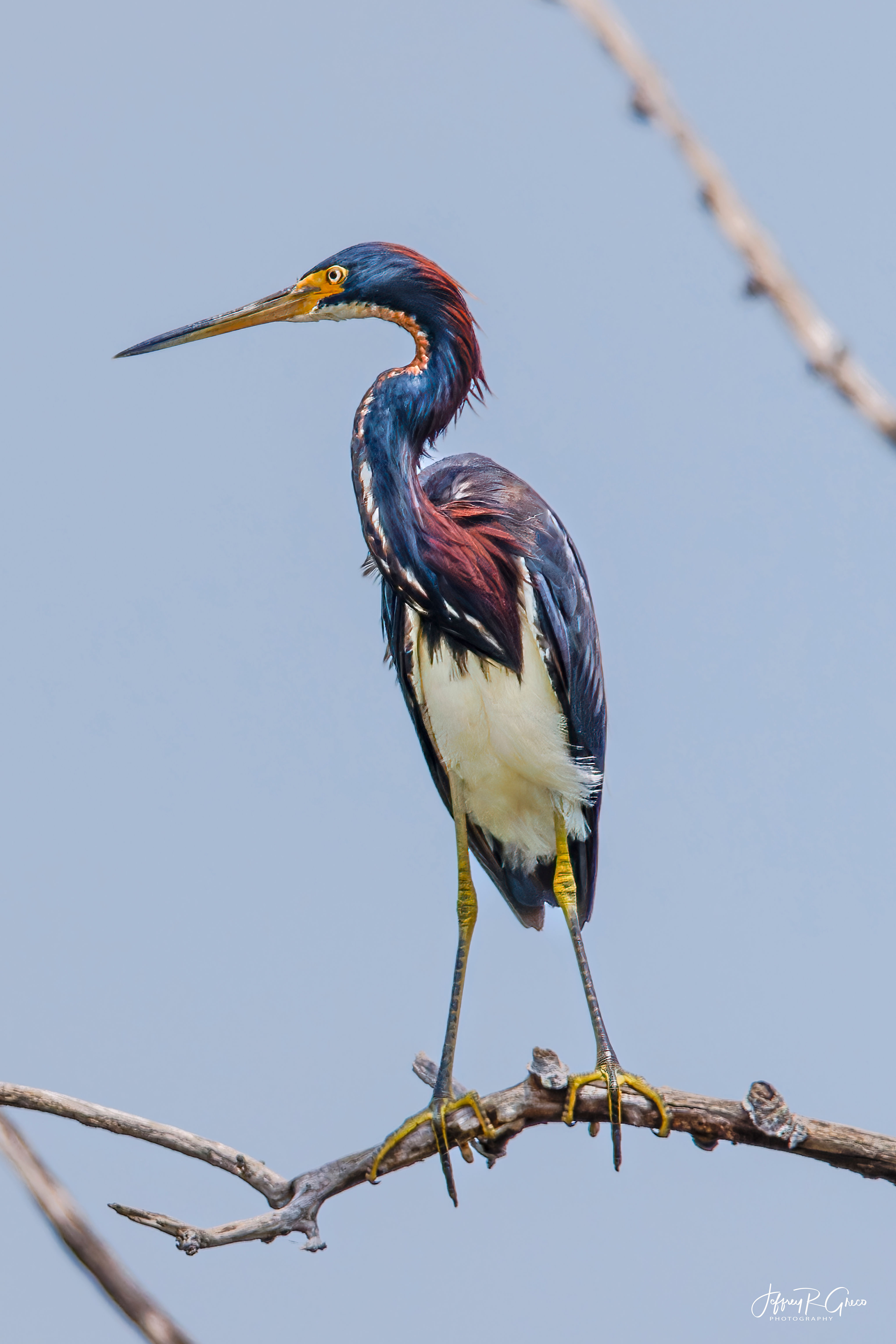 Tricolored Heron