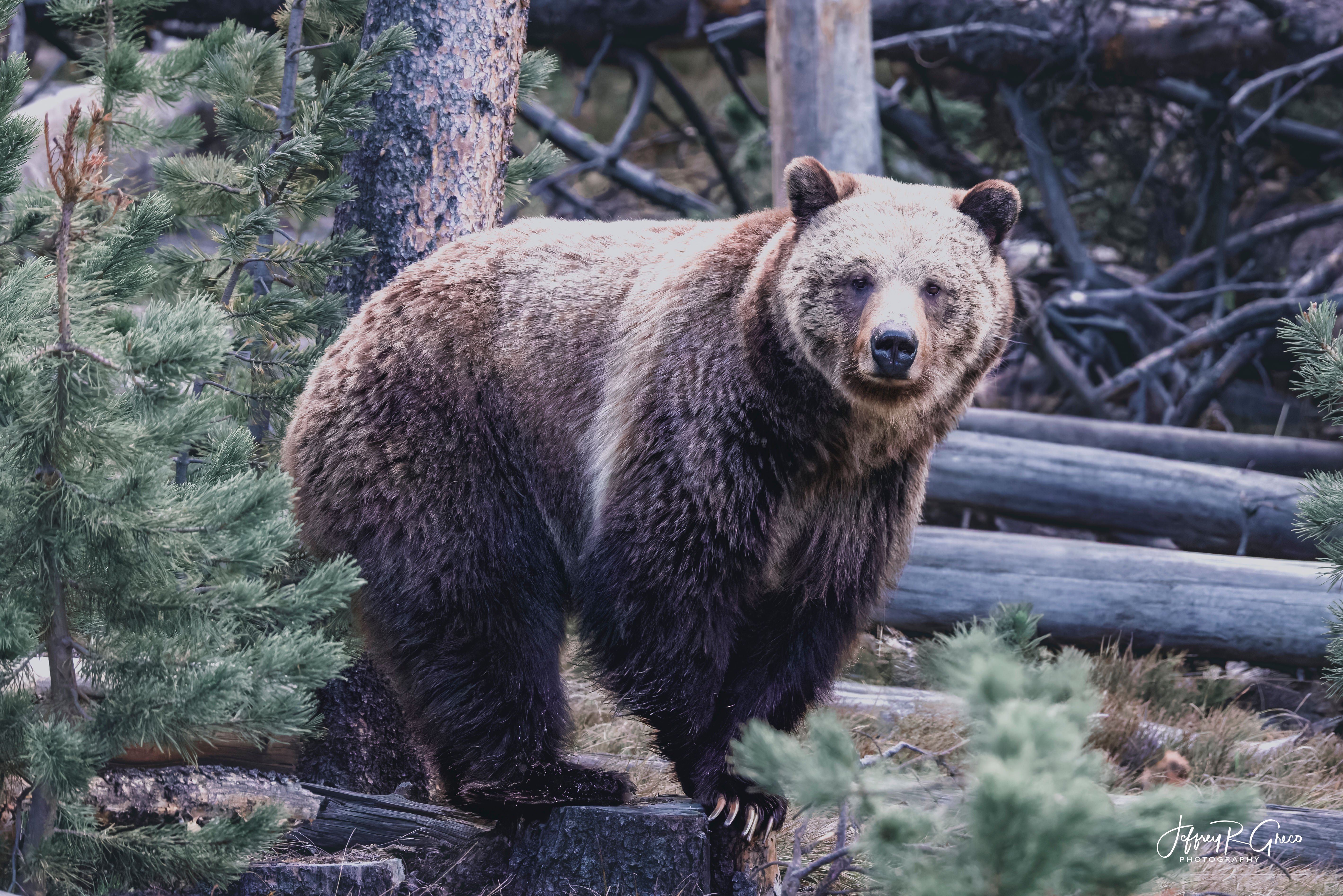 Brown Bear in the Trees