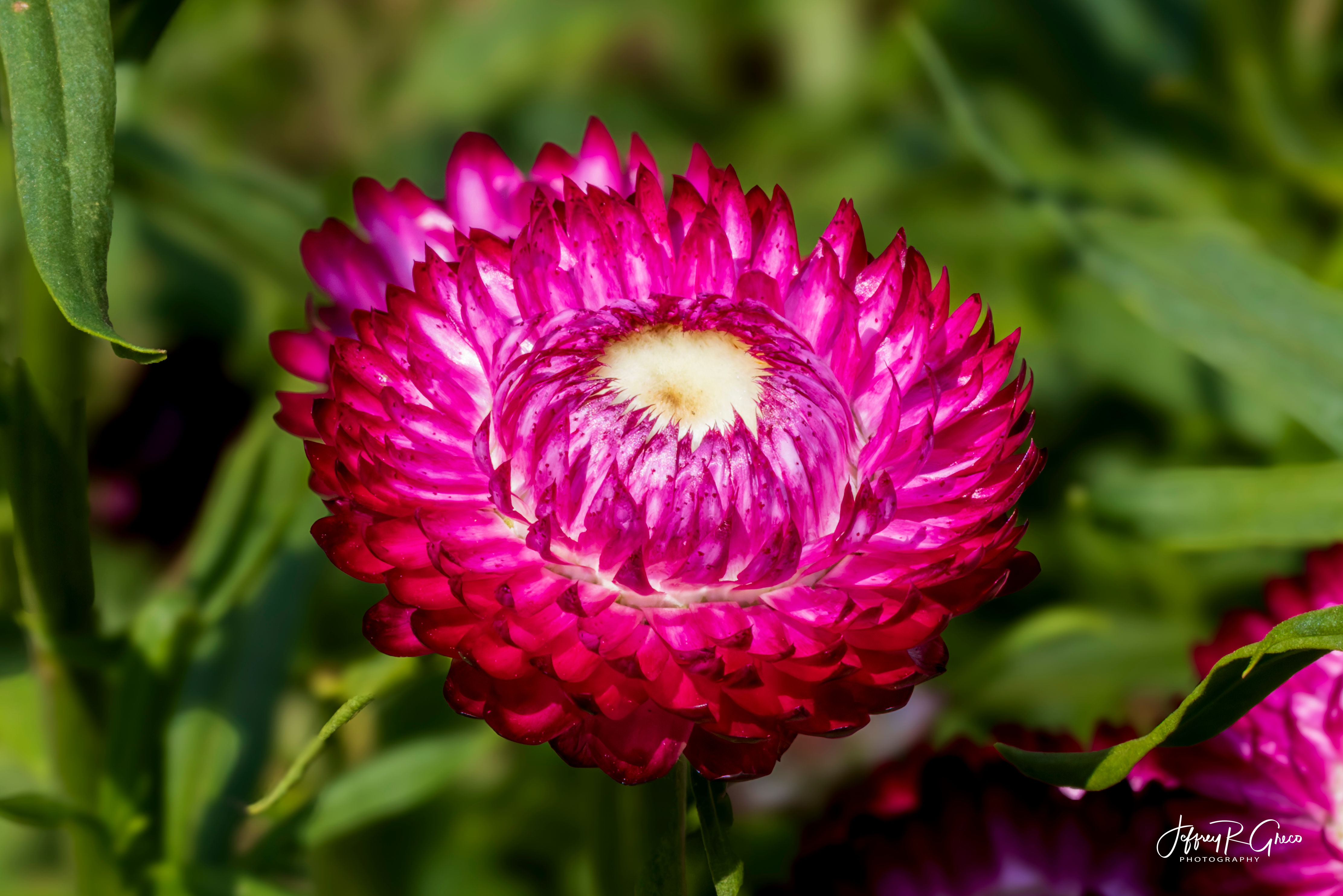 Pink Strawflower
