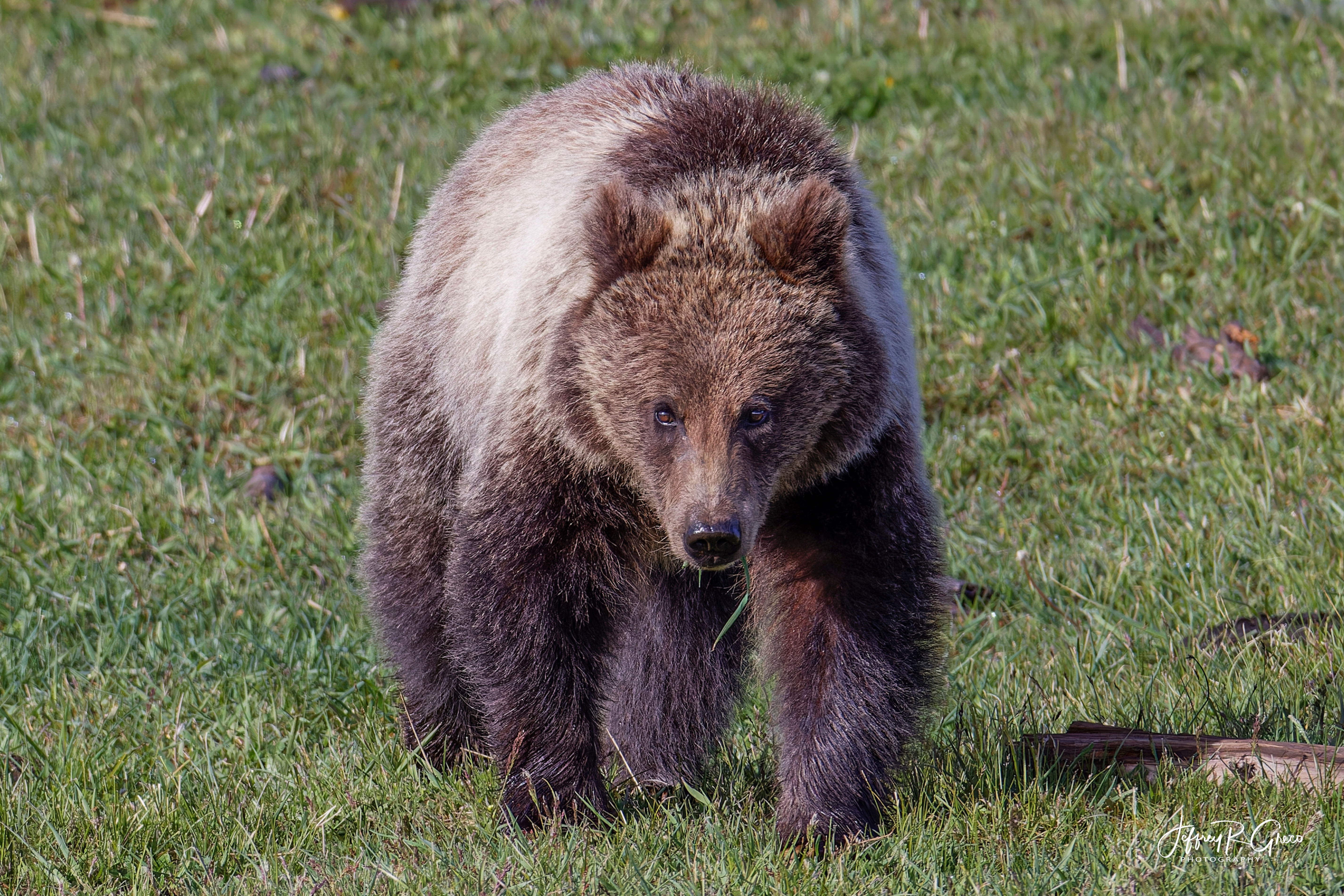 Brown Bear Stroll