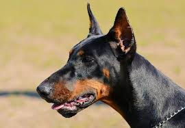Ear Cropping Basics