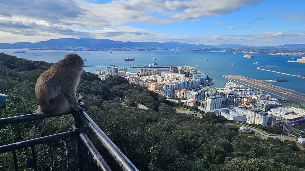 Uno de los macacos de Berbería, sentado en una cerca, observando el aeropuerto y parte de la ciudad.