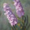 Thumbnail: Flower Painting in Oils (2-Day)