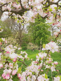 Orchard Hampshire 1 Rose Charlton