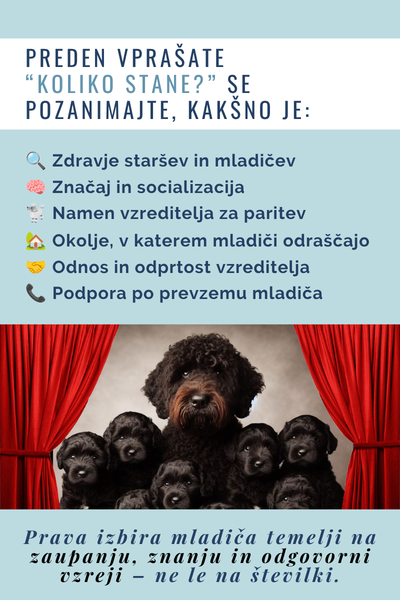 Cena mladica info (2).png