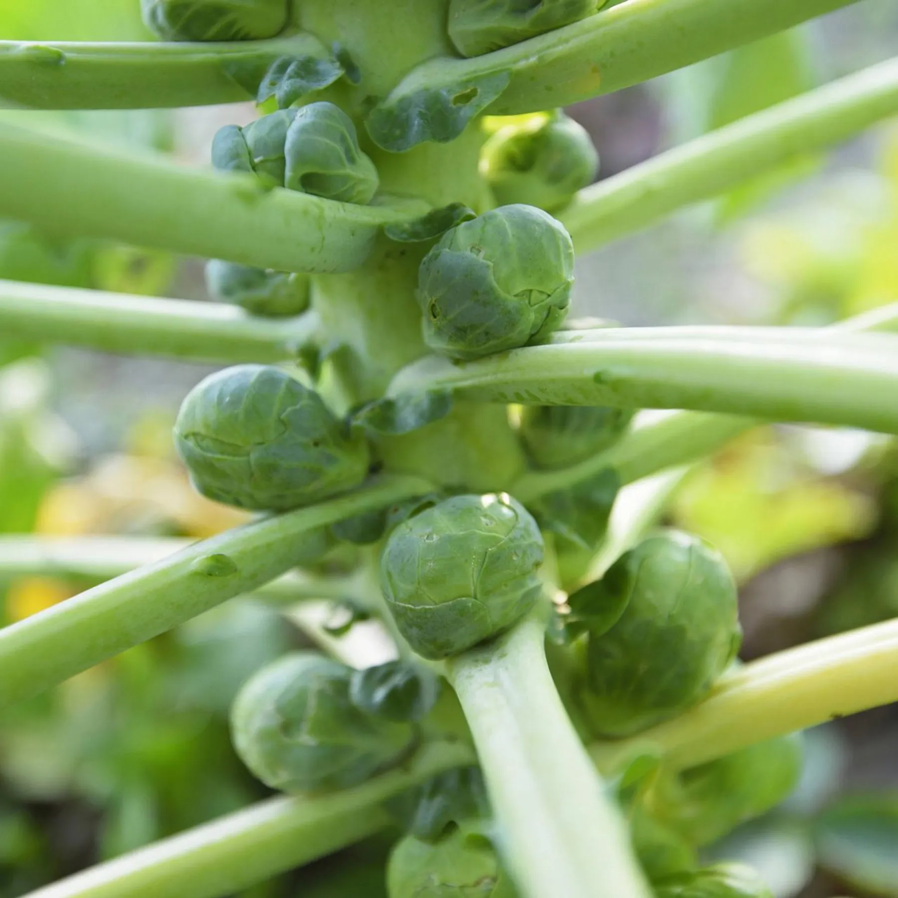 rosenkohl-er-waechst-an-einem-strunk-dabei-braucht-die-pflanze-viel-platz.webp