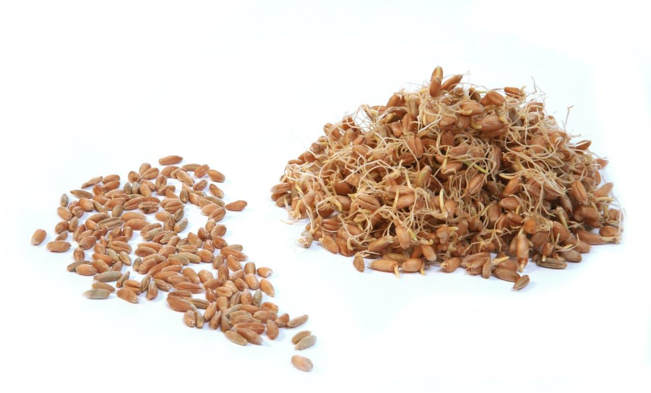 Getreide-Mix (Weizen, Dinkel, Buchweizen)