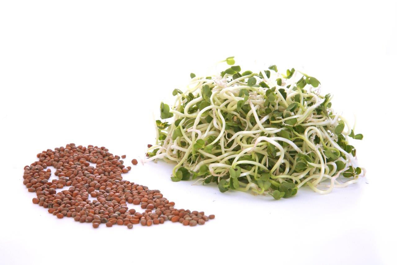 Rettich München, grün