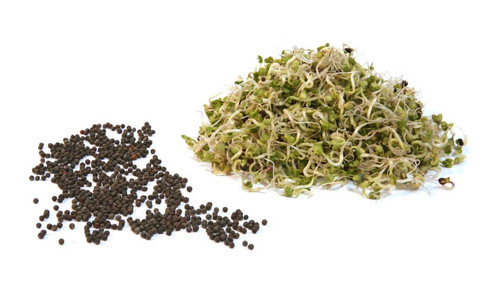 Chinakohl | Pure-Life