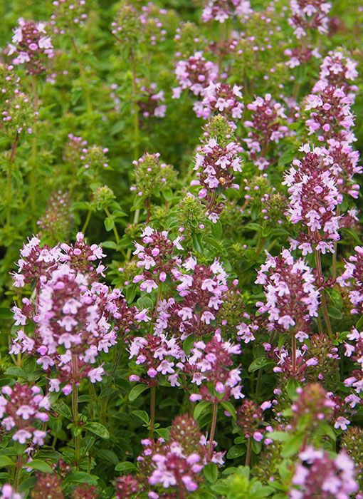 Arznei-Feld-Thymian (Thymus pulegioides)