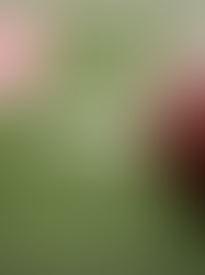 Jewel Osco September 2025 Newsletter