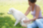hundefriseur-3b