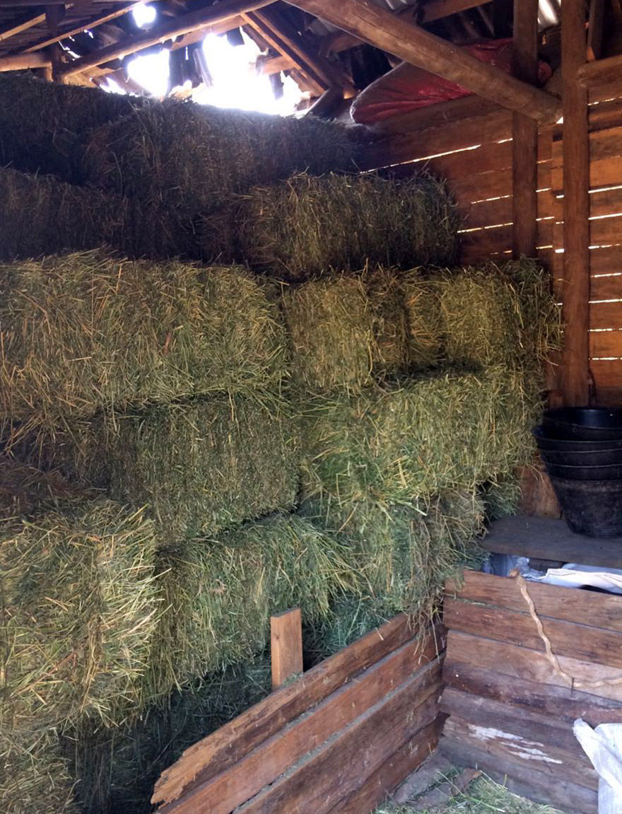 horses alimentation