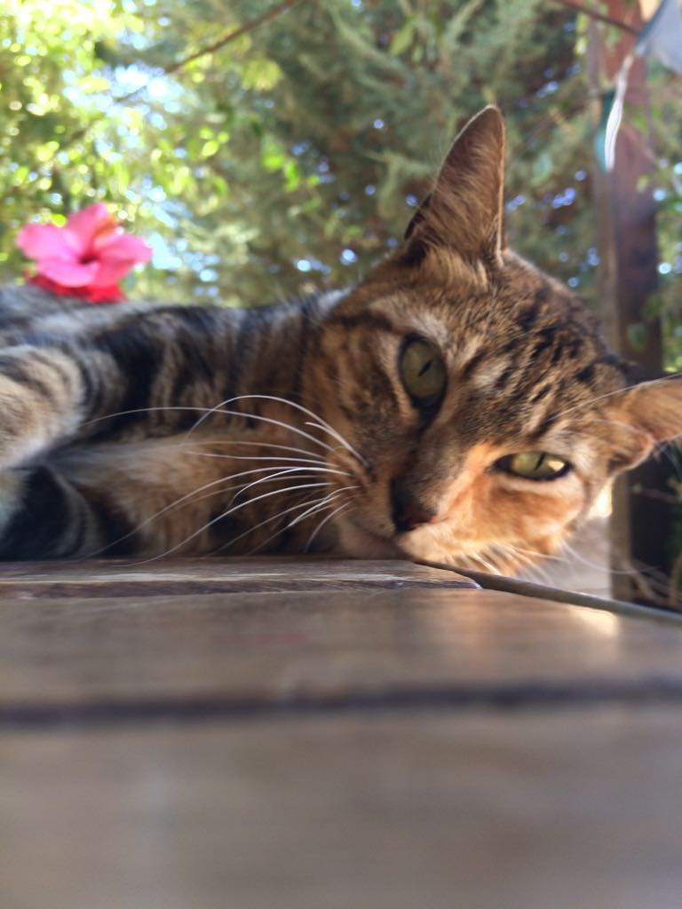cat Lily on the farm