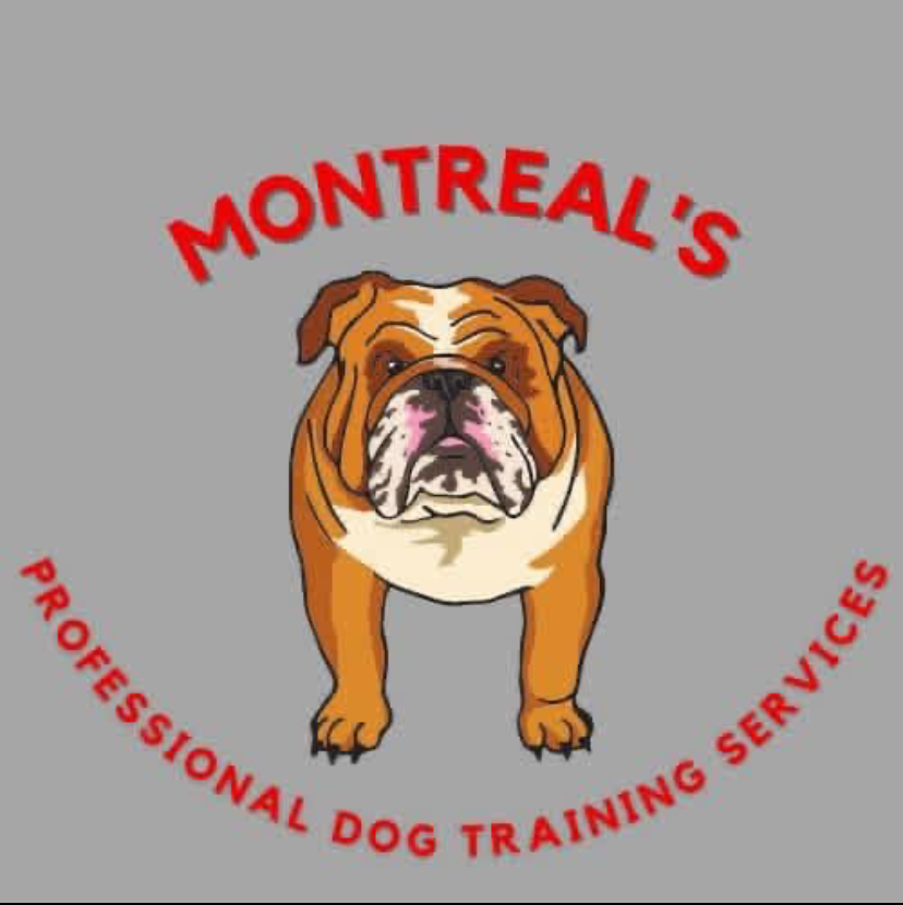 Writer: Montreal's Professional Dog Training Services