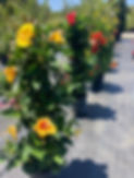 hibiscus column.jpg