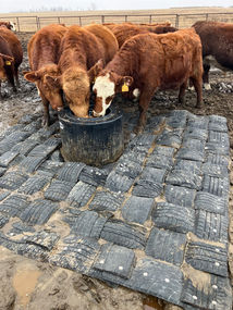 Cattle Feeder mat