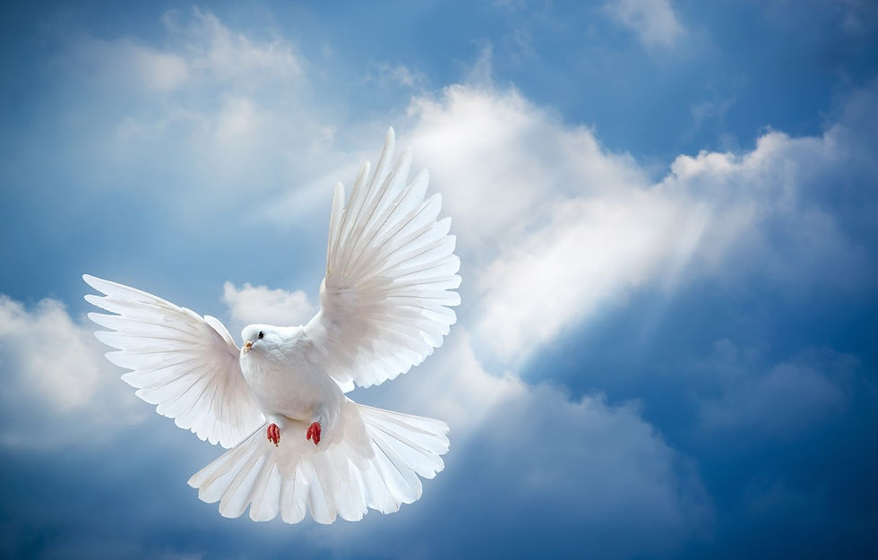 wp10780773-white-dove-desktop-wallpapers (renversé).jpg