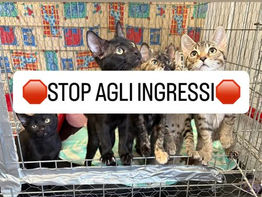 !!! STOP AGLI INGRESSI !!!
