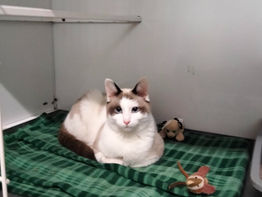 IL PIU` BEL REGALO DI NATALE: UNA FAMIGLIA PER I NOSTRI CUCCIOLI!