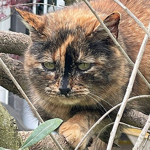 puffetta_edited.jpg