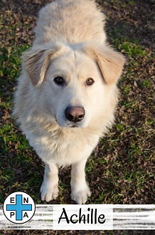 Achille.png