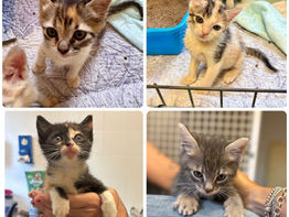 CUCCIOLI, CUCCIOLI E ANCORA CUCCIOLI!