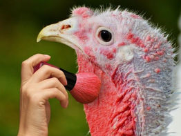 IL LATO OSCURO DEI COSMETICI