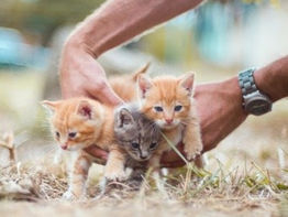 COSA FARE SE TROVI UN GATTINO ABBANDONATO