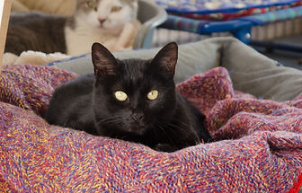 BLACKIE