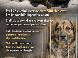 🐾 AGGIORNAMENTO ADOZIONI CUCCIOLI 🐾