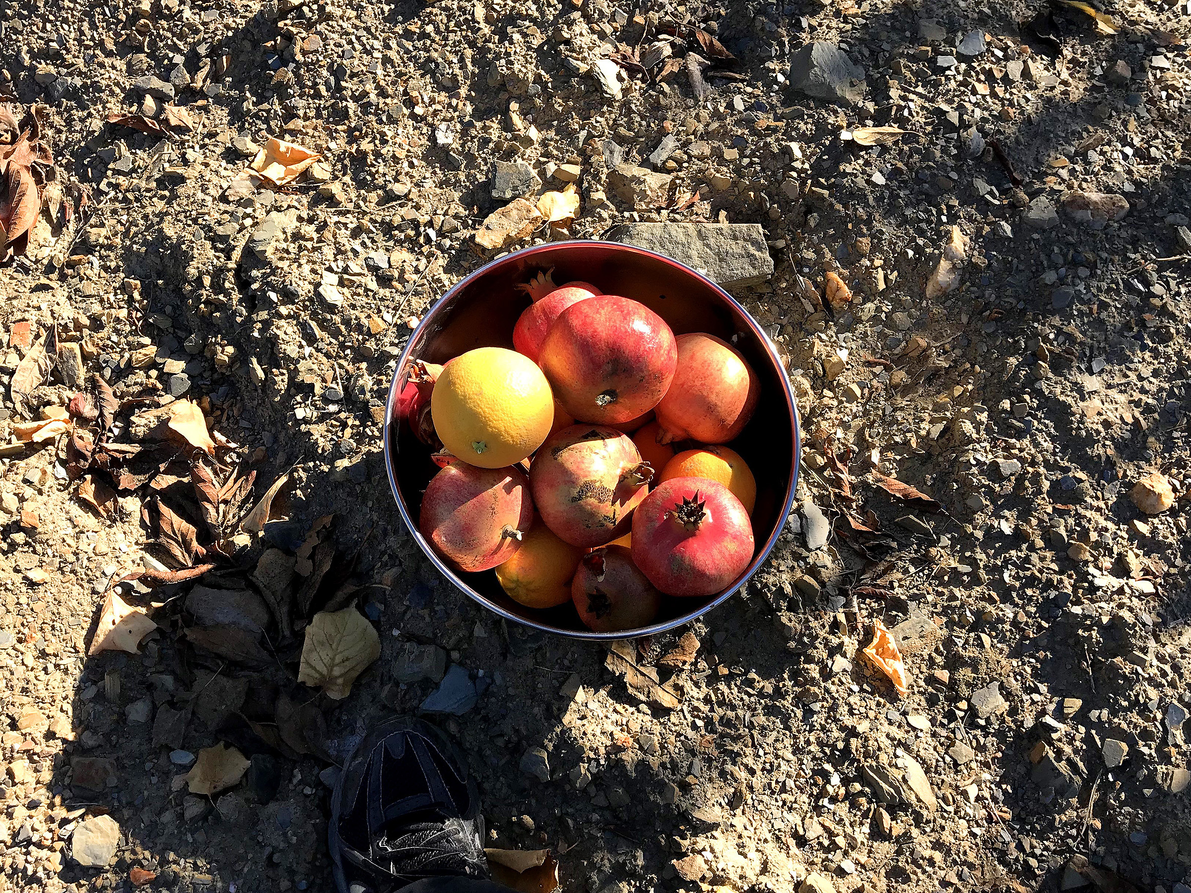 Pomegranades directly from the tree