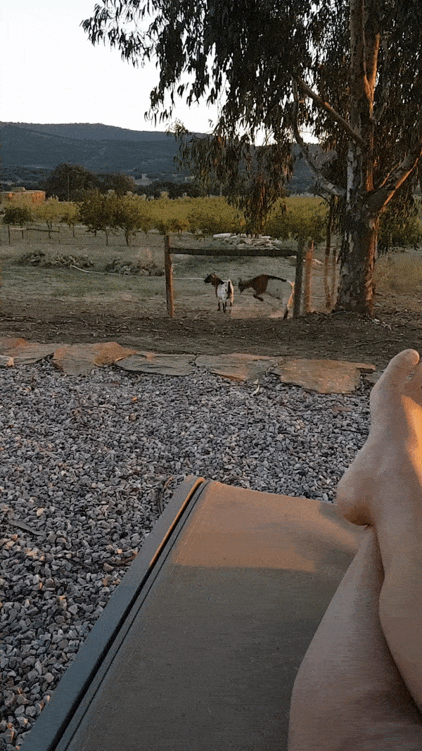 Goats go crazy