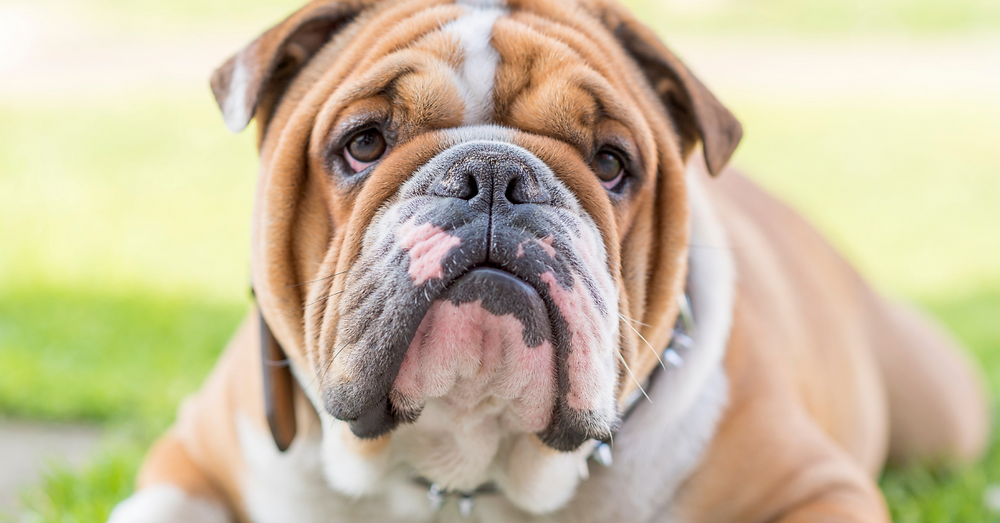 FamilyVet - ד״ר מור פימה