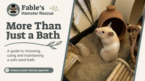Syrian hamster sitting in a large sand bath within a naturalistic enclosure beside the article title 'More Than Just a Bath'