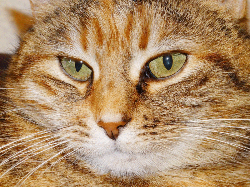 PIXNIO-1456027-1100x825ca.gif
