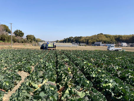 キャベツ収穫作業＠ジェイエイ津安芸様圃場