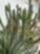 IMG_0443.JPEG