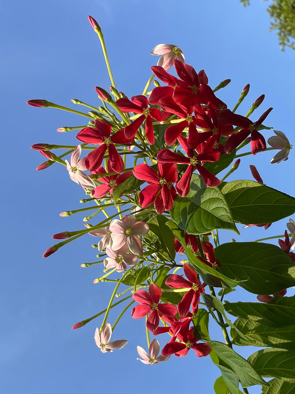 Thumbnail: Quisqualis bud necklace