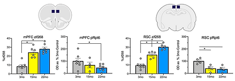 Screen Shot 2021-08-20 at 10.41.41 AM.png