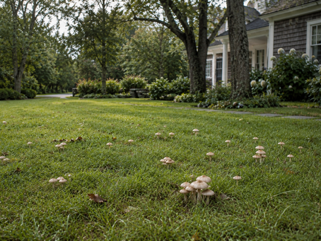 Why Are Mushrooms Suddenly Appearing in My Lawn?
